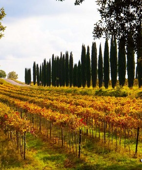 Wine Tasting Tour from Rome to Tuscany by car_Stefano Rome Tours